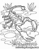 Coloring Scorpion Scorpio Scorpions Coloring4free Cactus sketch template