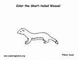 Weasel Coloring Ermine Tailed Long Labeling Short Printing Exploringnature Longtail sketch template