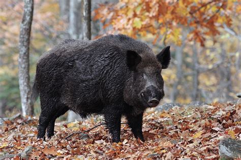 wvdnr announces lottery  wild boar hunting  private land wboycom