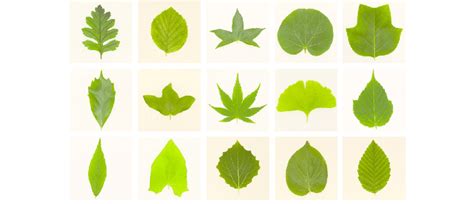 leaf shapes  scientific diagram