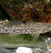 Image result for Ceratoscopelus maderensis Geslacht. Size: 179 x 185. Source: adriaticnature.ru