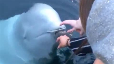 russian spy beluga whale returns woman s phone in norway pretty 52