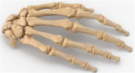 real human hand bones anatomy   turbosquid