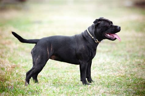 staffordshire bull terrier information dog breeds  dogthelove