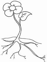 Parts Flower Plant Coloring Sheet Pages sketch template