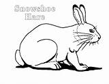 Hare Coloring Pages Coloring4free Gif Printable Related Posts sketch template