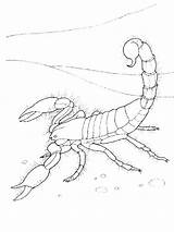 Scorpion Gaddynippercrayons Scorpions Poisonous sketch template