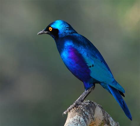 greater blue eared starling  gorgeous mystery bird charismatic planet