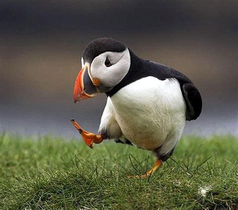 17 best images about papagaios do mar puffins on pinterest iceland maine and islands