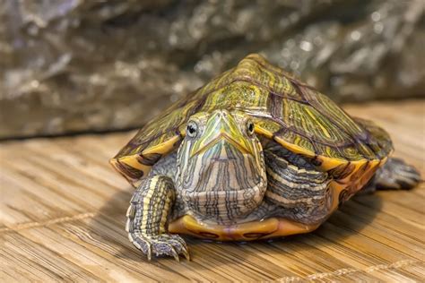 baby red eared slider care petdt
