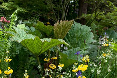 plants  grow   bog garden gardenersworldcom