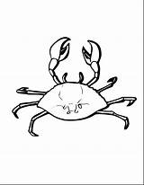 Crab Coloring Pages Marine Animal Animals Printable Horseshoe Ghost Kids Sheet Color Hermit Getcolorings Print Designlooter Cartoon Unbelievable 3300px 2550 sketch template
