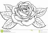 Rose Drawing Outline Realistic Draw Tutorial Manual sketch template