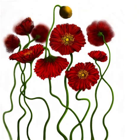 drawings  poppies clipart