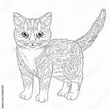 Coloring Cat Doodle Book Vector Kitten Adults Ethnic Decorative Illustration Comp Contents Similar Search sketch template