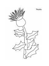 Coloring Pages Thistle Flowers Printable Flower Scotland Realistic Sheets Color Flag Paper Scottish Thistles Book Drawings Coloringpagebook Kids Online Children sketch template