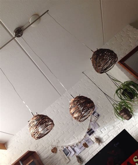 plants hanging   ceiling   room