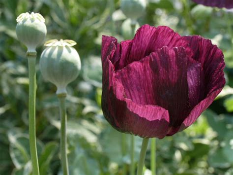 Ayurvedic Gyan Afim अफीम Opium Poppy Papaver Somniferum
