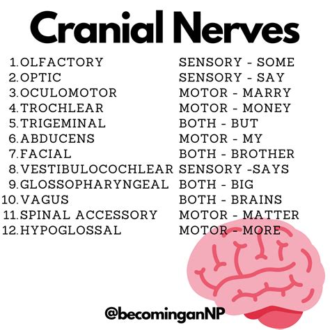 remember  cranial nerves vanthenp