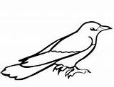 Common Coloring Grackle Cuckoo Bird sketch template