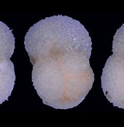 Afbeeldingsresultaten voor "globigerinoides Ruber". Grootte: 180 x 174. Bron: www.mikrotax.org