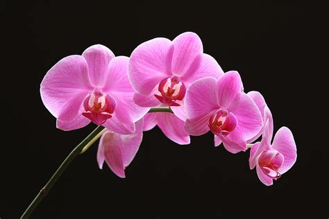 pink orchid photograph  juergen roth fine art america