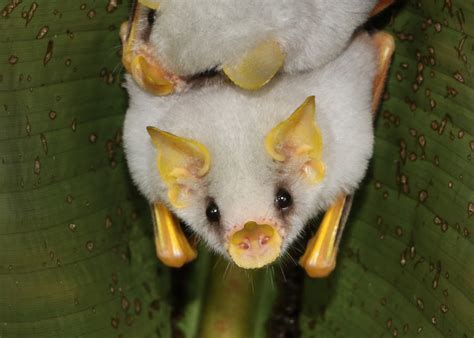 honduran white bat project noah