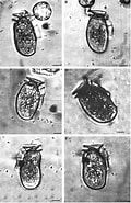 Afbeeldingsresultaten voor "dinophysis Sacculus". Grootte: 120 x 185. Bron: www.researchgate.net