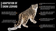 Image result for Snow Leopard Anatomy. Size: 186 x 105. Source: prepp.in
