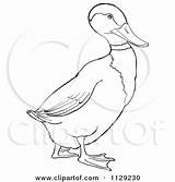 Duck Drake Clipart Coloring Mallard Cartoon Outlined Picsburg Vector Clip Stock sketch template