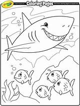 Shark Pages Coloring Basking Getcolorings Megalodon sketch template