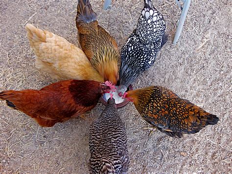 choosing   breed  chickens central coast gardening