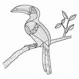 Hornbill Coloring Vector Bird Illustration Drawn Hand Premium Tree Book Kangaroo Forest Zentangle Vectorstock Stock Similar sketch template