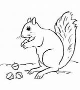 Squirrel Ardillas Acorn Eekhoorn Printable Squirrels sketch template