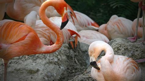 Same Sex Flamingo Couple’s Romance Is The Best Viral