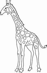 Clip Giraffe Coloring Clipart Outline Line Cliparting Simple Cute Sweetclipart sketch template