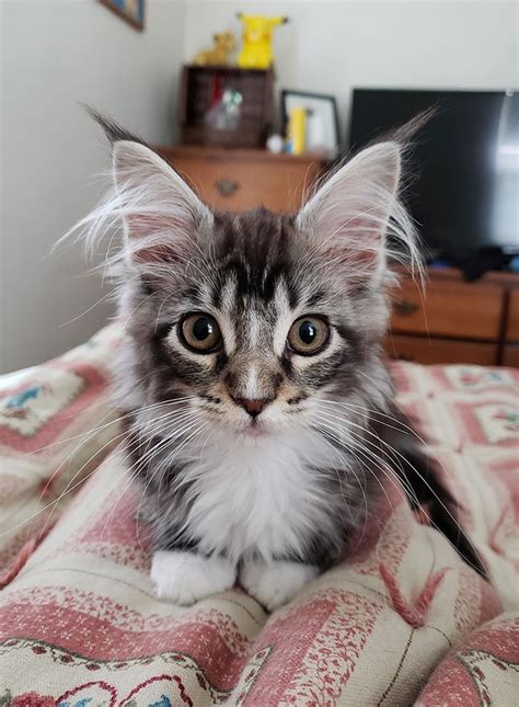 15 adorable maine coon kittens that will grow into giant cats small joys
