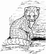 Cheetah Coloring Pages Baby Printable Color Print Kids Cub sketch template