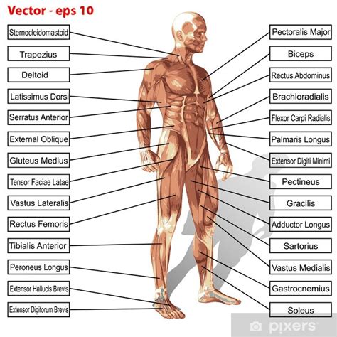 fototapete vector menschlichen anatomie mann mit muskeln text pixersde