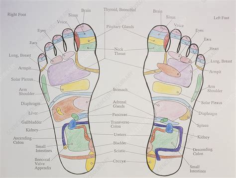 Reflexology Chart Showing Pressure Points On Feet Stock Image M742