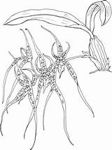 Brassia Cattleya Flores sketch template