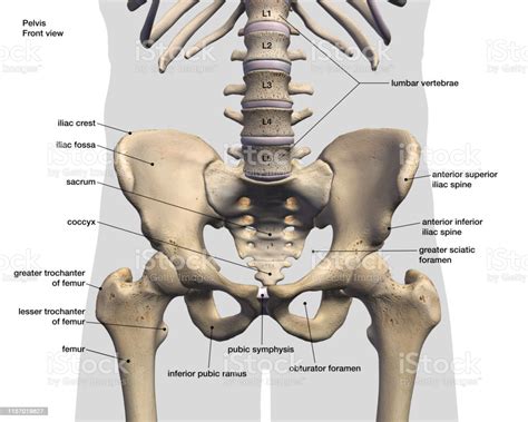Male Pelvic And Hip Bones Labeled Front View On White