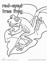 Frog Eyed Tree Red Coloring Rainforest Color Worksheet Animals Drawing Frogs Pages Kindergarten Education Template Activities Worksheets Theme Sheets Kids sketch template