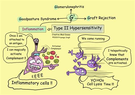 type ii hypersensitivity antibody mediated creative med doses