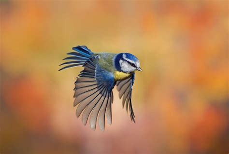 desktop wallpaper cute small bird flying hd image picture background