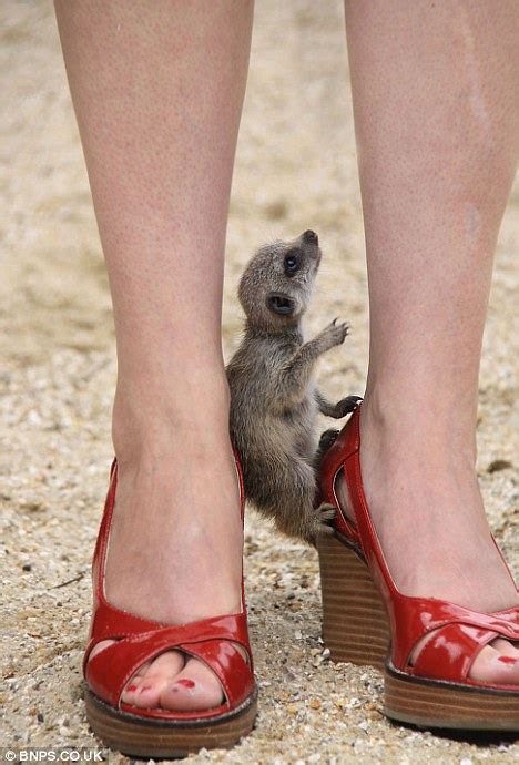 longleat safari park visitors warned as meerkats develop human feet fetish daily mail online