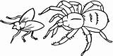 Spinne Insectos Ausmalbild Spiders Charlotte Anansi Fliege Jagt Aranhas Coloringhome Insecto Ragno sketch template