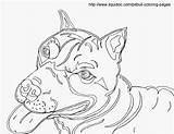 Coloring Pitbull Pages Bull Realistic Printable Dog Ferdinand Pit Drawing Getdrawings Library Clipart Puppies Popular Line Coloringhome Getcolorings Color sketch template
