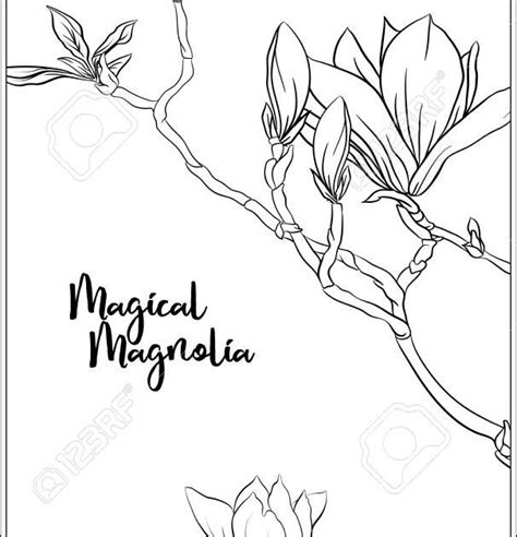 flowers magnolias coloring pages richard fernandezs coloring pages