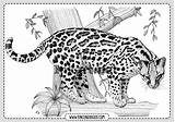 Leopardo Leopardos Ocelot Ozelot Malvorlagen Rincondibujos Navegación sketch template
